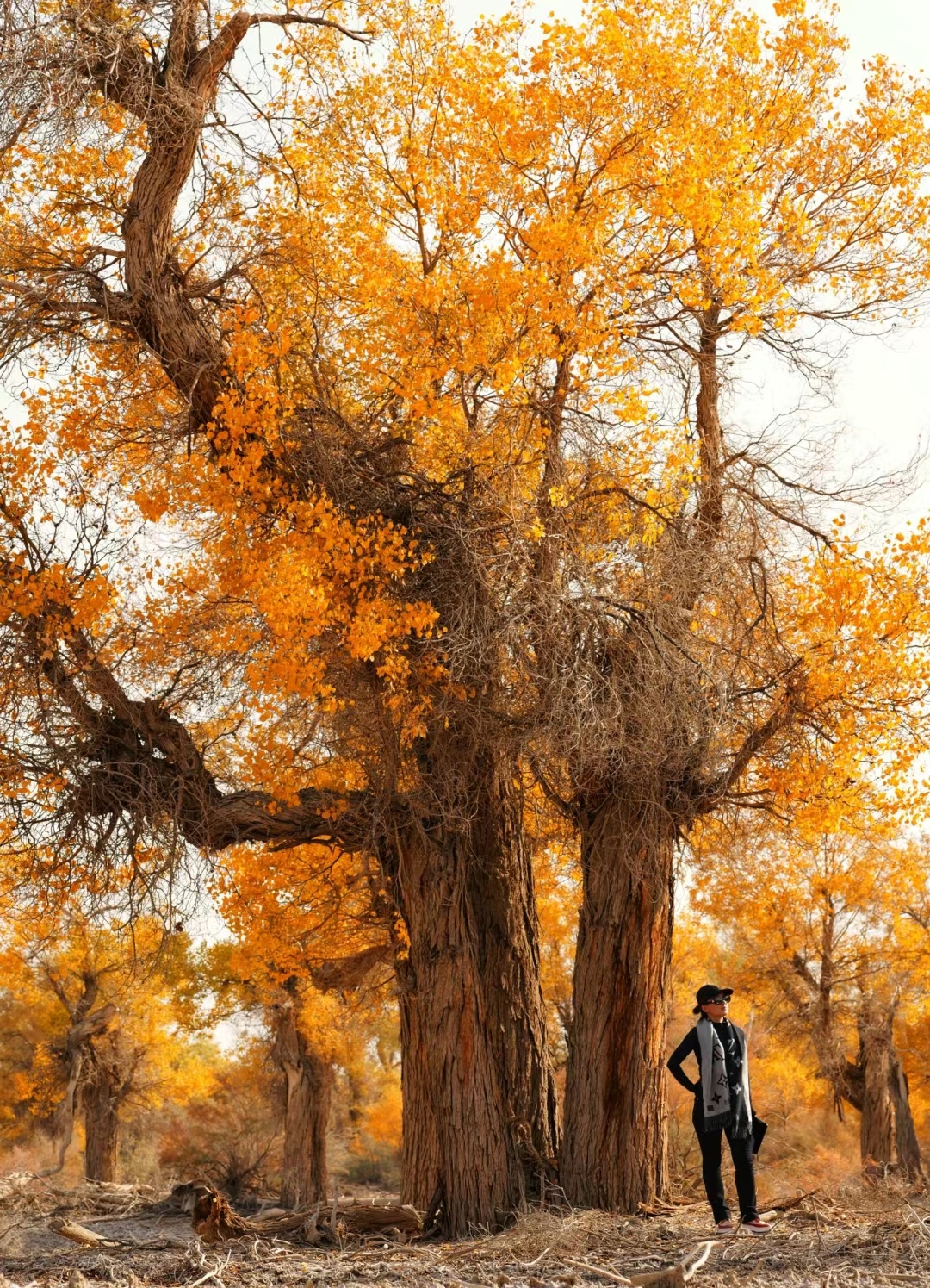 在新疆的一片奇特沙漠中,有一颗孤独的胡杨树