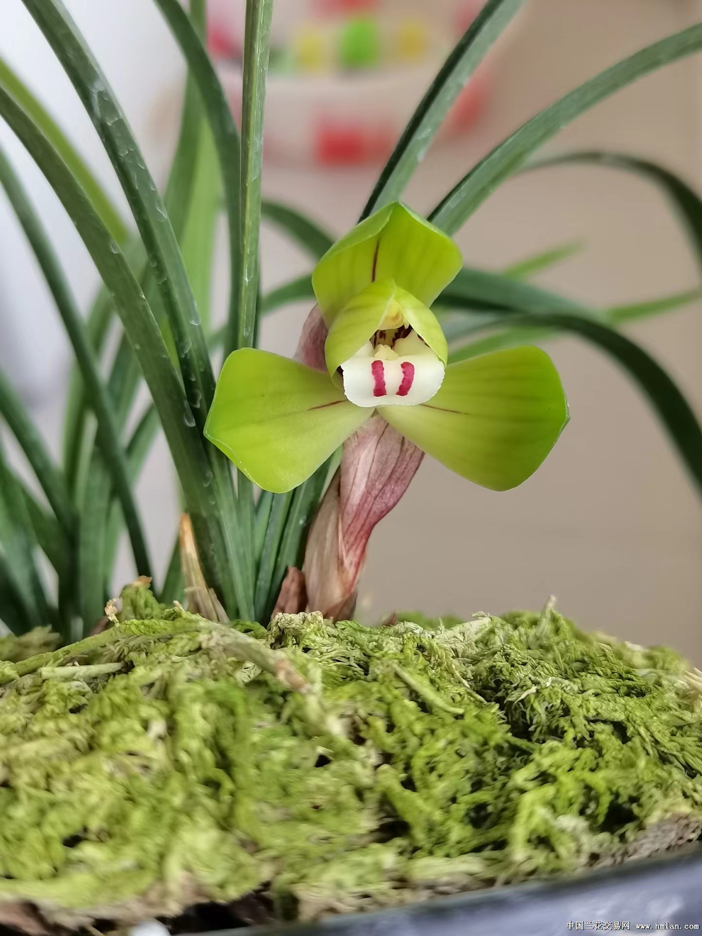 兰花楼梯草?海底芽?这几个方法试一试,兰友都说效果好