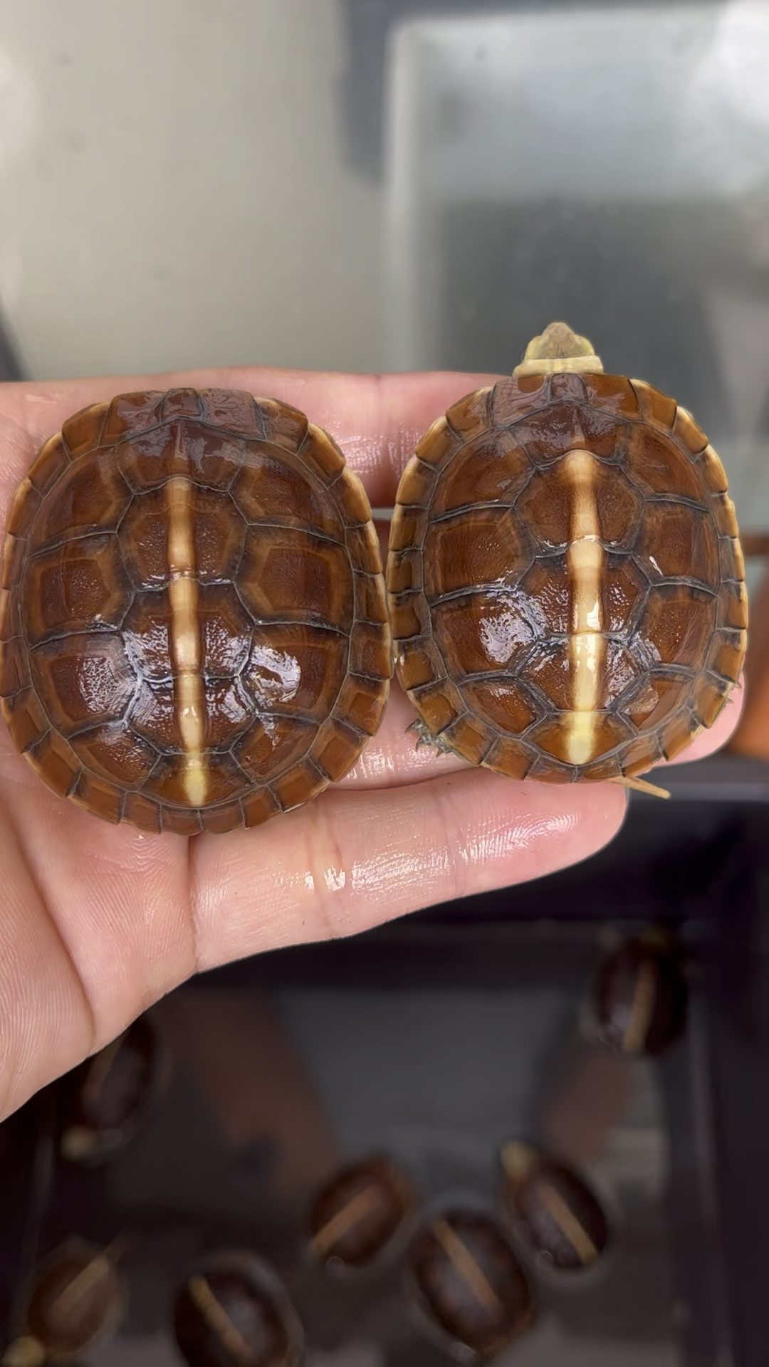 变异高背球体黄缘