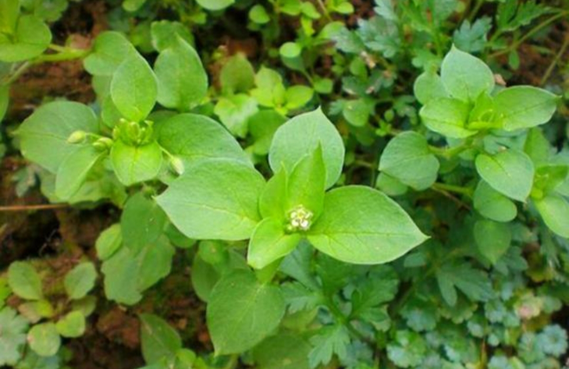 乡下随处可见的一种野,草鹅肠草,如今很有价值 今天我们来了解一下