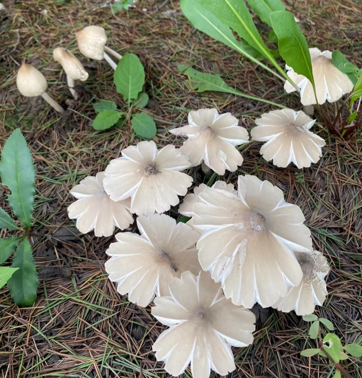 盆友们,这是鸡枞菌不?