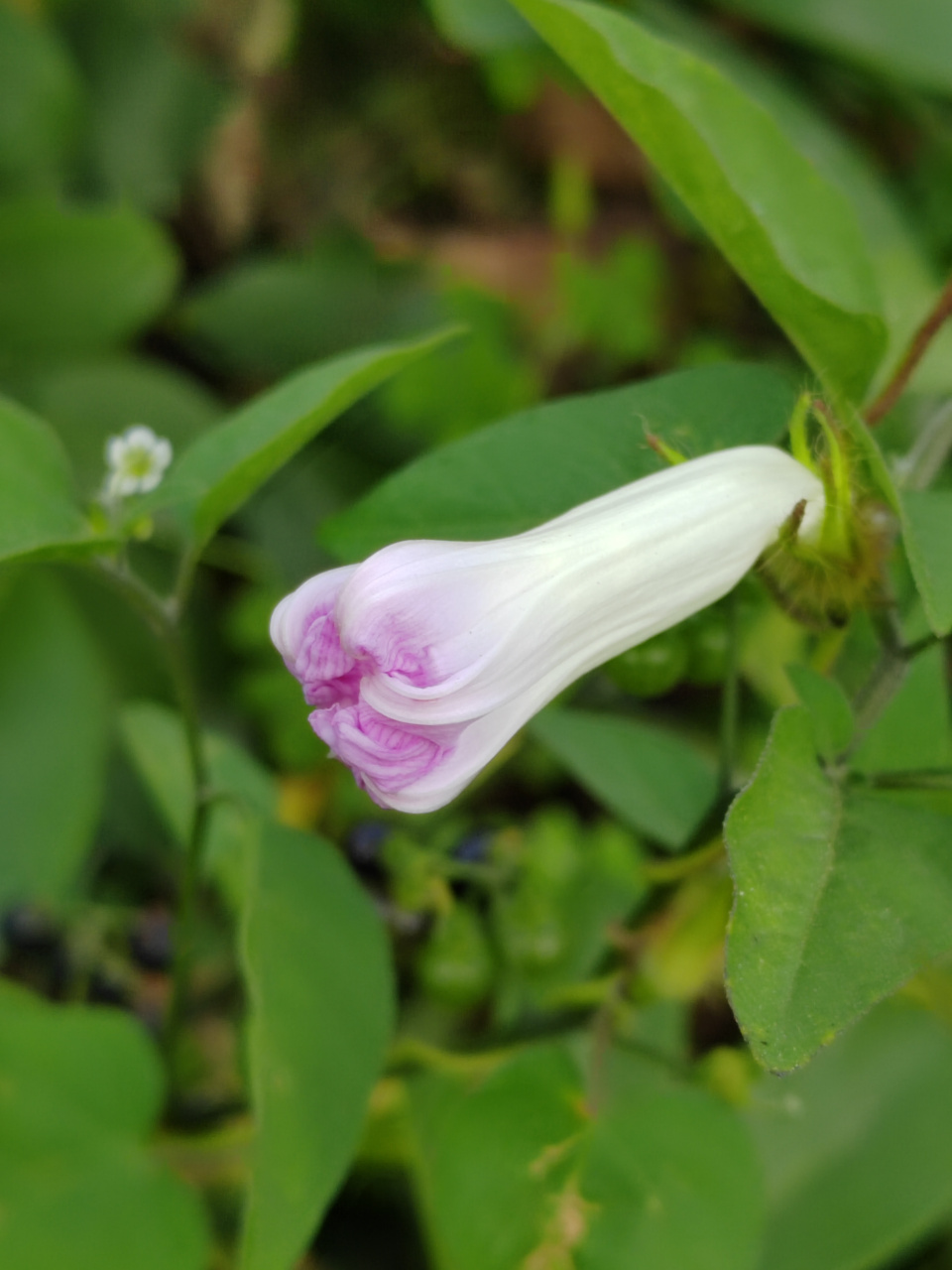 五爪金龙,温柔的植物,却有着钢铁般的名字  昨天,在一处绿化带的植物
