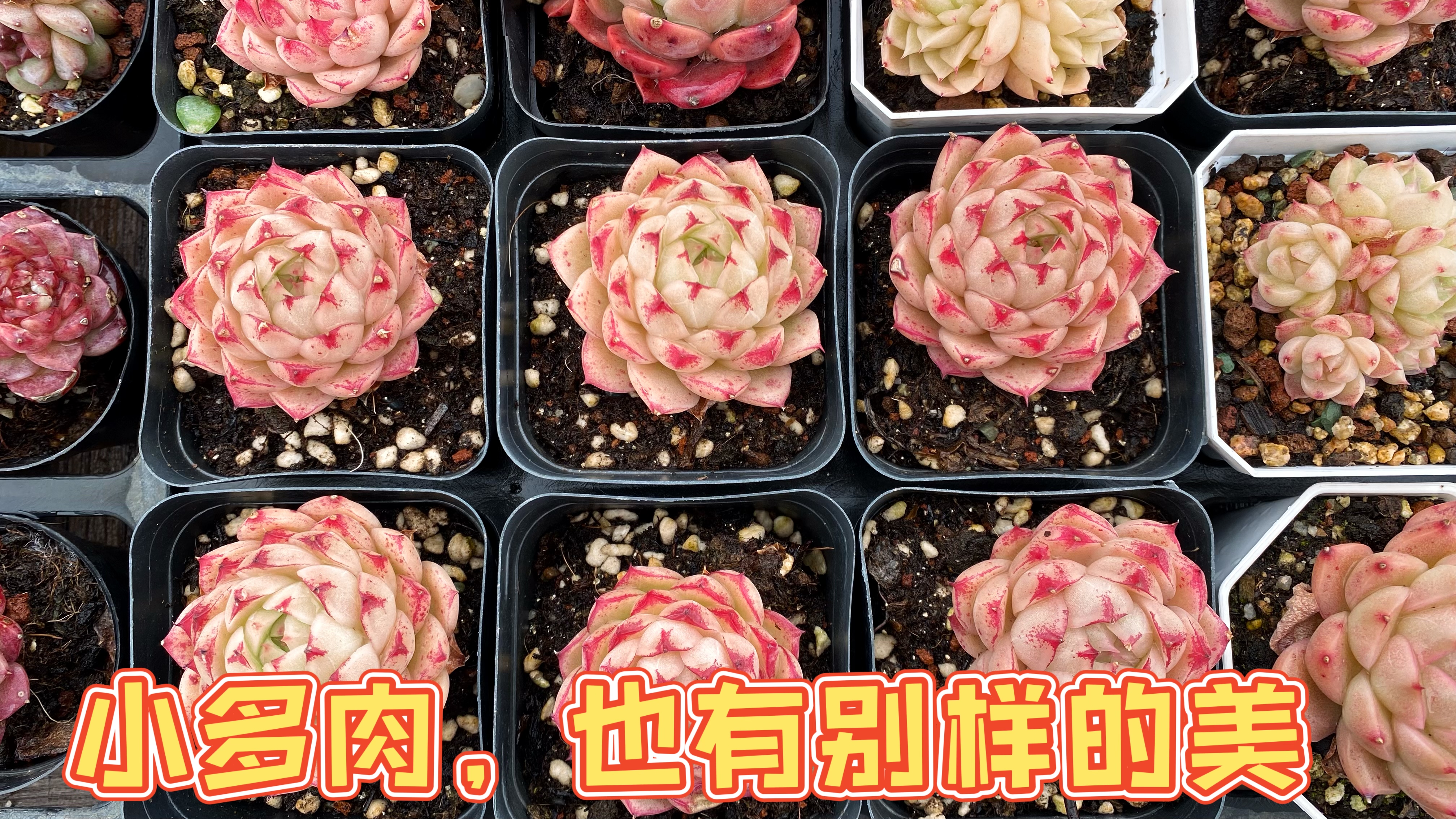 好久不见,开春了,多肉开始露养啦,我也开始更新视频了