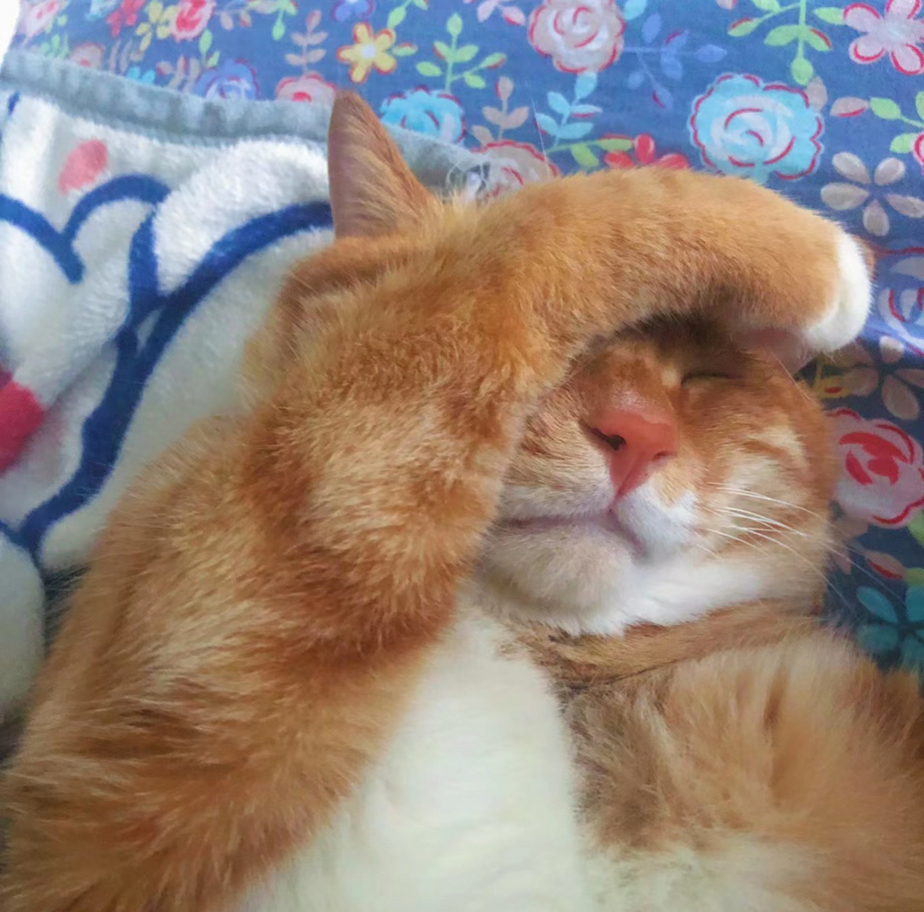 图一:小猫挠头,图二:小猪挡光,哈哈哈哈,真应了那句话,岁月是把"杀猪