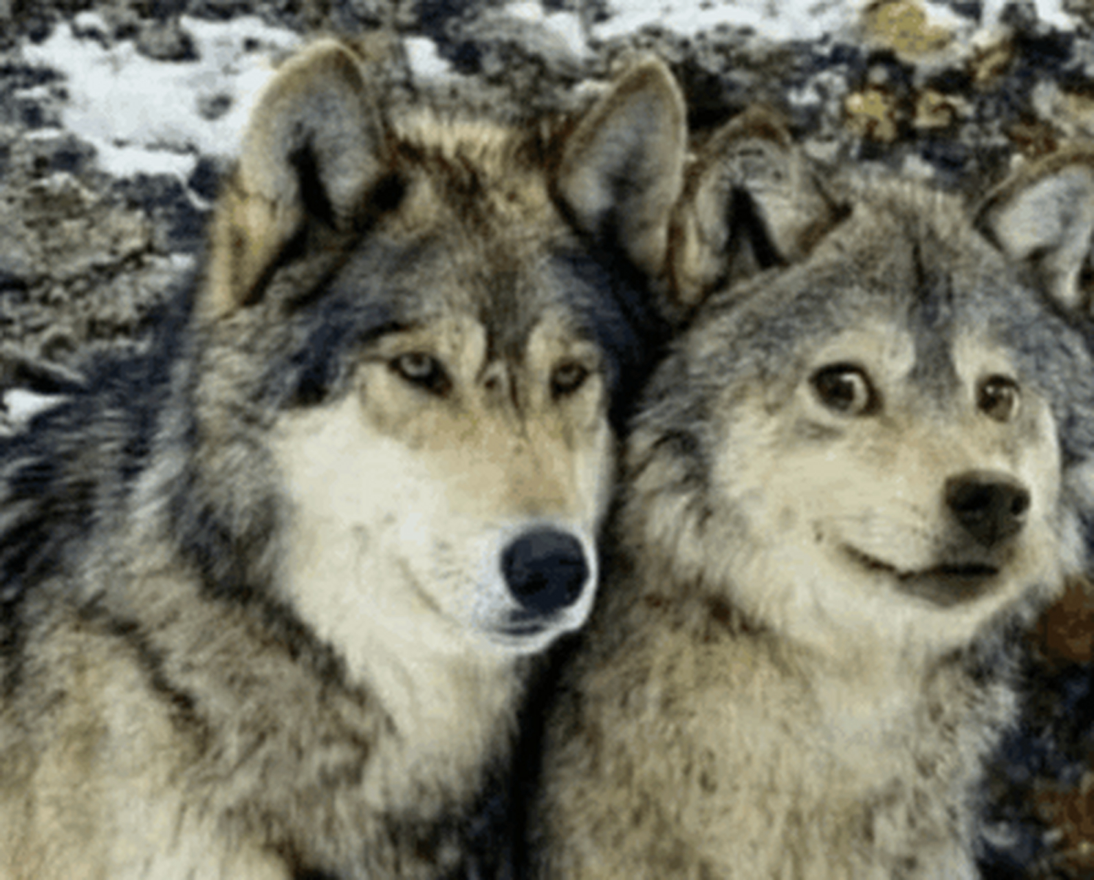 狼和狗谁厉害图片