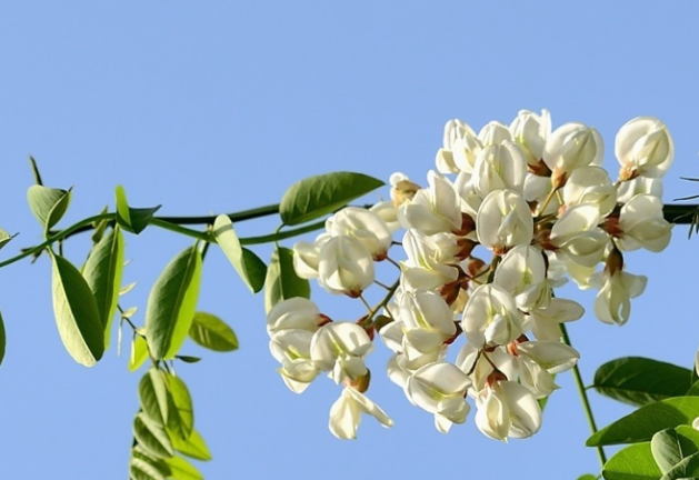 洋槐和国槐哪种槐树的花朵是可以吃的洋槐花怎么做好吃
