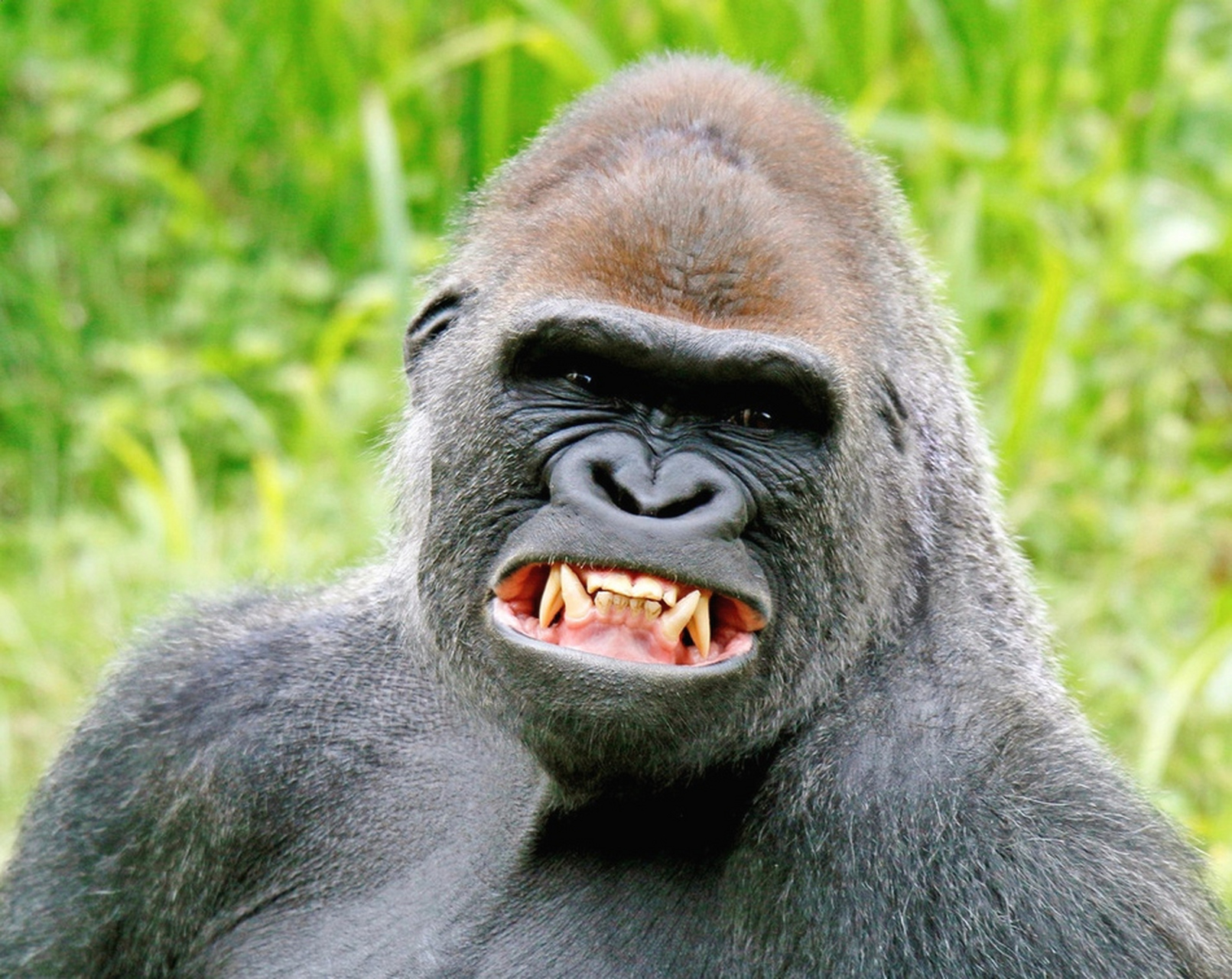 大猩猩图片笑的图片图片