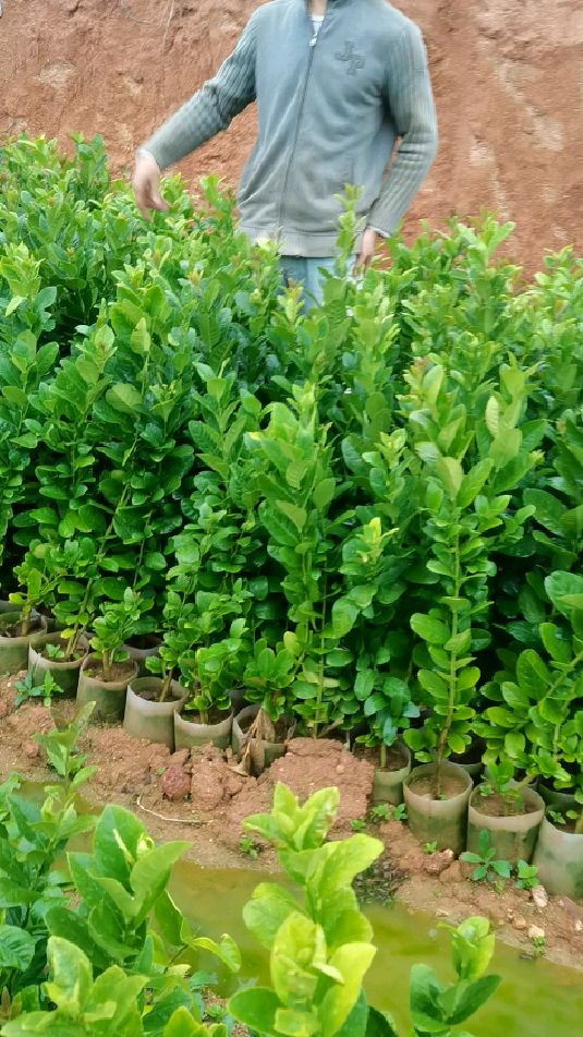 广东香水柠檬苗四季结果高产量脱毒苗叶色清秀次年结果-度小视