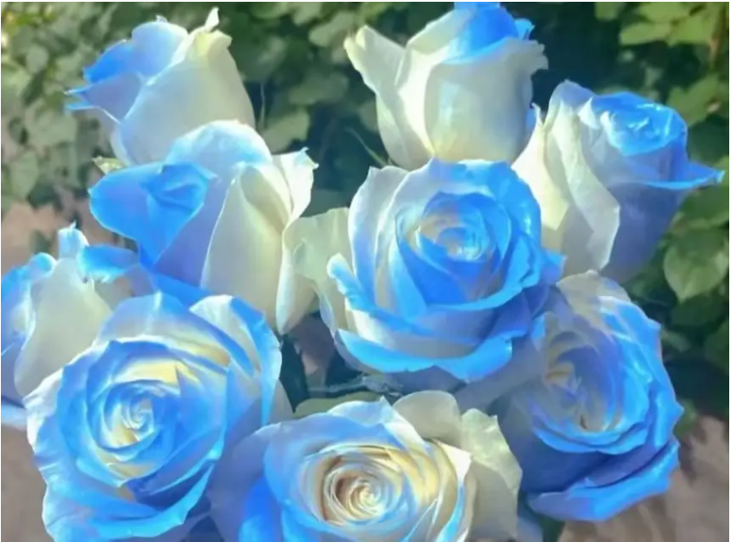 蓝色渐变的玫瑰叫什么