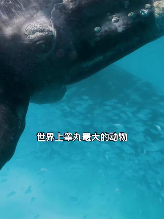 世界上睾丸最大的动物,犹如一头牛那么重