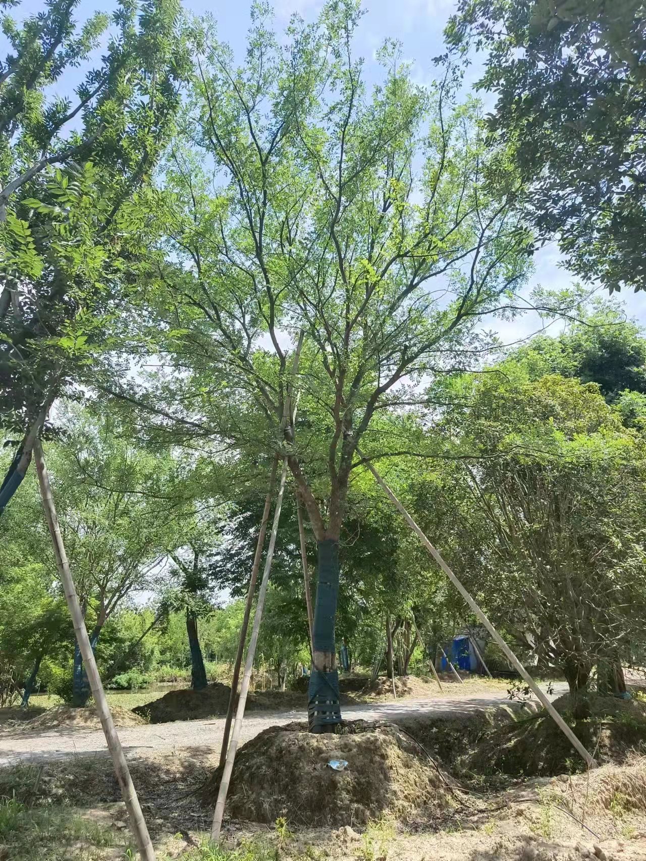 榔榆树价格—榔榆树多少钱—榔榆树最新报价表—榔榆价格—榔榆