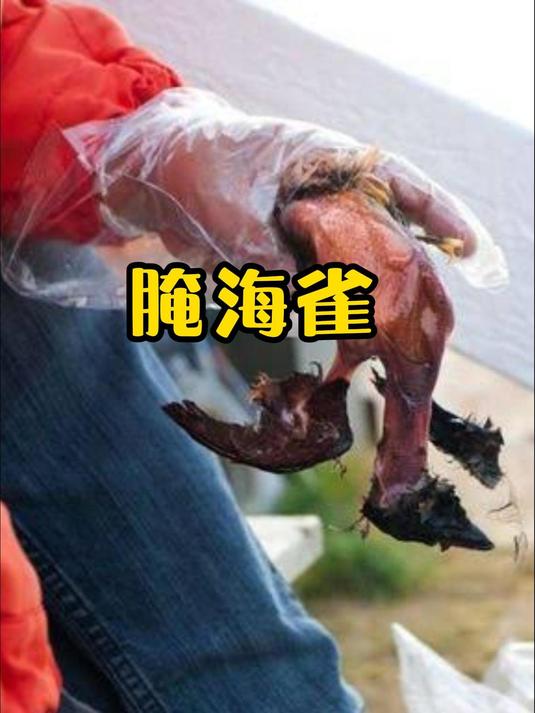 因纽特人是怎么吃腌海雀的?直接对着海雀屁屁吸!