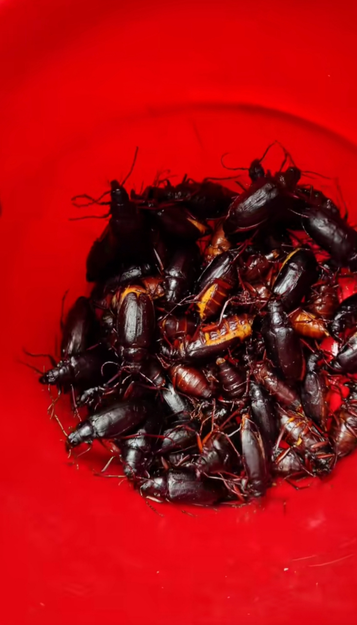 山水牛一年比一年贵,比知了猴还贵的昆虫美食,一只就要六块钱,不舍的