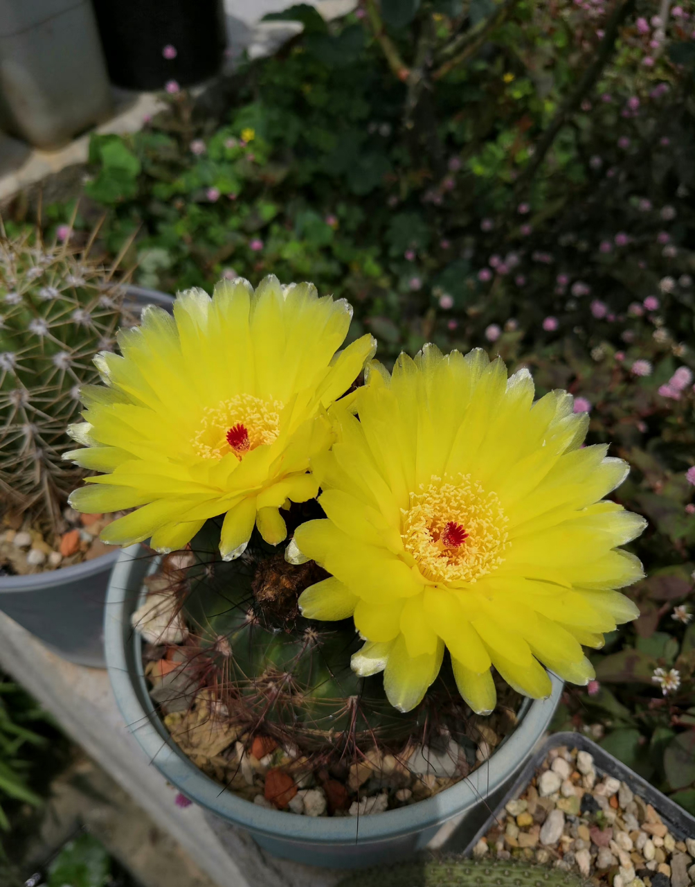 仙人球,南国玉属,parodia oxycostata(菊美玉) 67,这次终于蹲到两朵