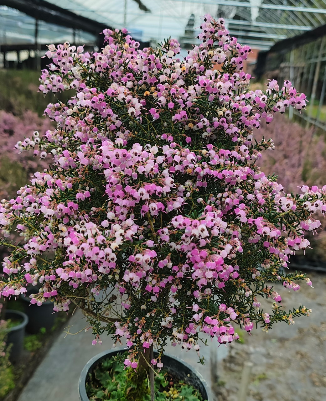 欧石楠花图片大全图片