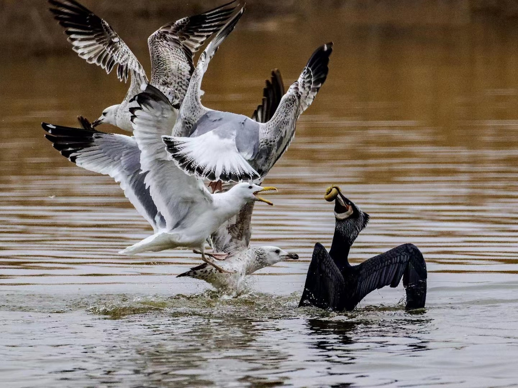 突破辽宁杠杠滴# #贯彻二十大辽宁在行动# #美好辽宁欢迎您# 鸟口夺食