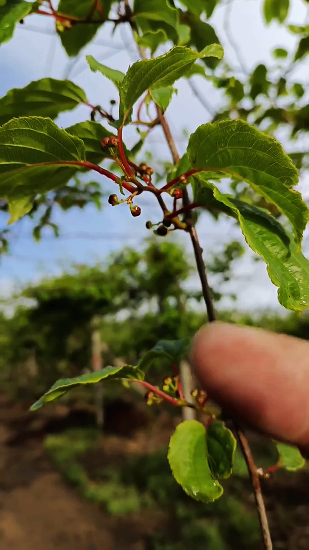 猕猴桃果树分公母,单棵栽种不结果,分清公树母树别乱种