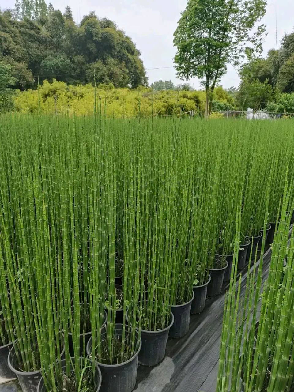 听说这玩意叫木贼,不知道它有什么作用,还有名字的由来