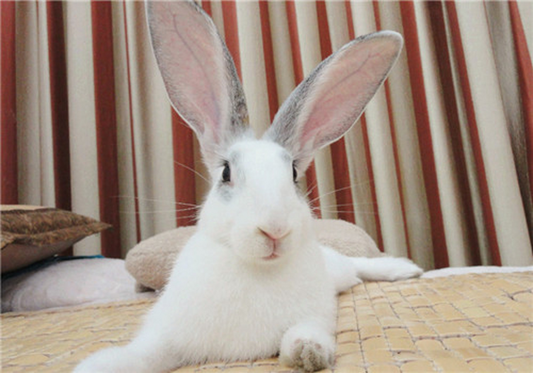 兔子耳朵的重要性,在抓兔子的时候习惯性地直接抓兔子的耳朵.