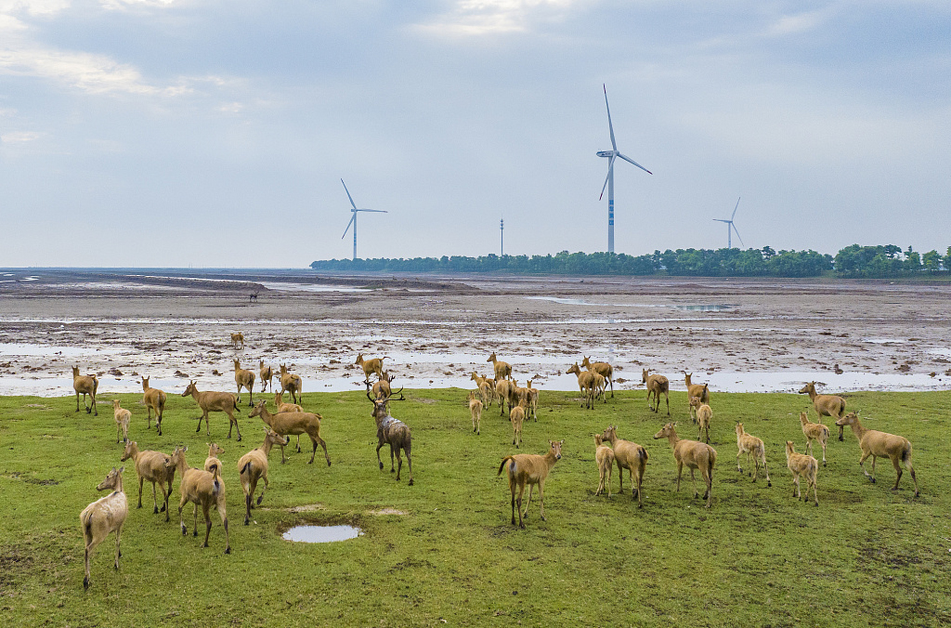 近日,在江苏盐城大丰区黄海湿地,成群的麋鹿在这里欢快地奔跑,嬉戏