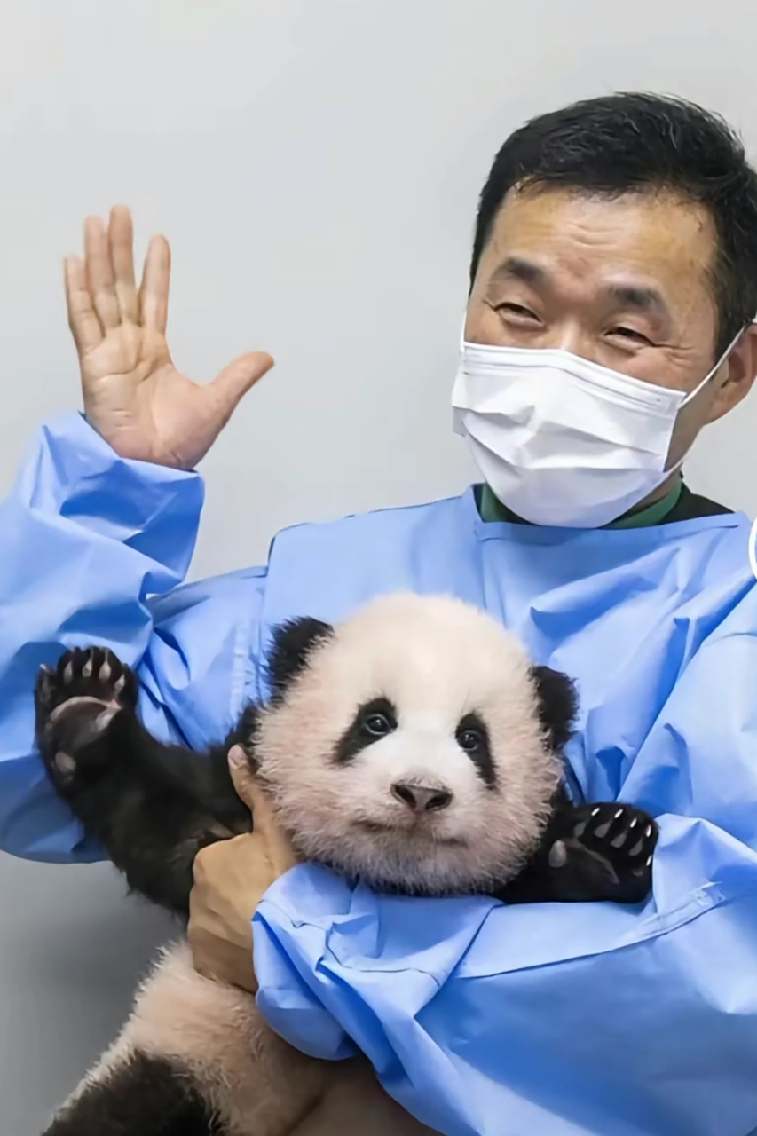 正在感叹福宝小时候过于可爱,结果看到下面网友的评论:福宝的眼睛大小