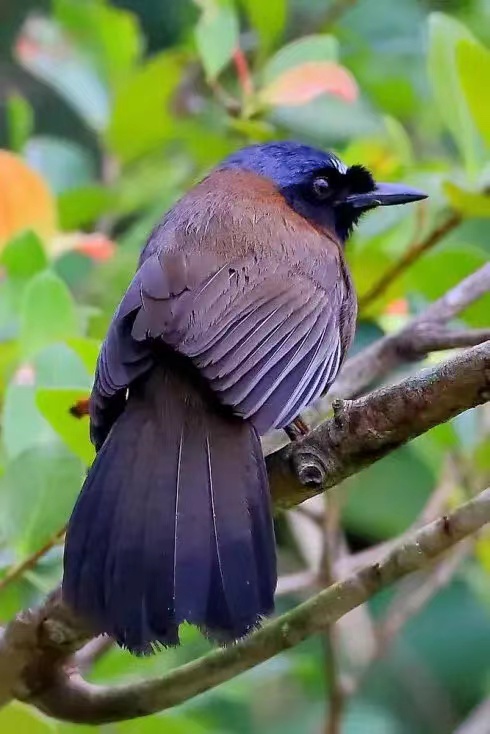 海南的鸟类世界,自然之美与生态保护