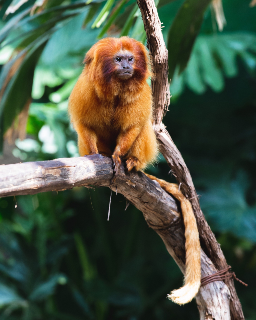 动物# 金狮面狨,golden lion tamarin,也叫"金狨",是狨类中体形状大