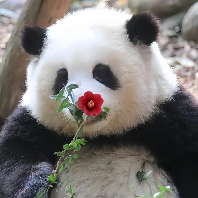 木木背景图合集之国宝花花