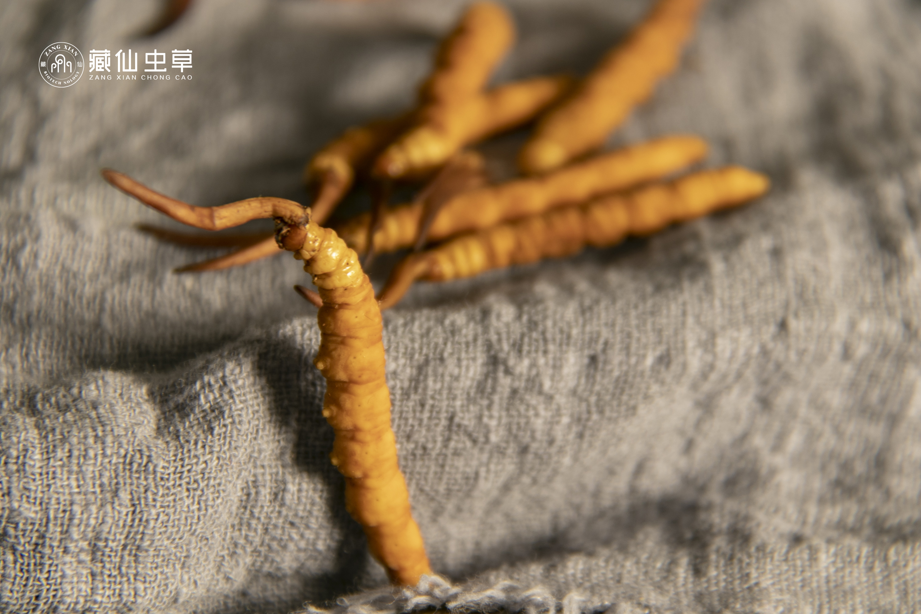 藏仙集团的6a虫草片原来可以调理腰酸腰痛!