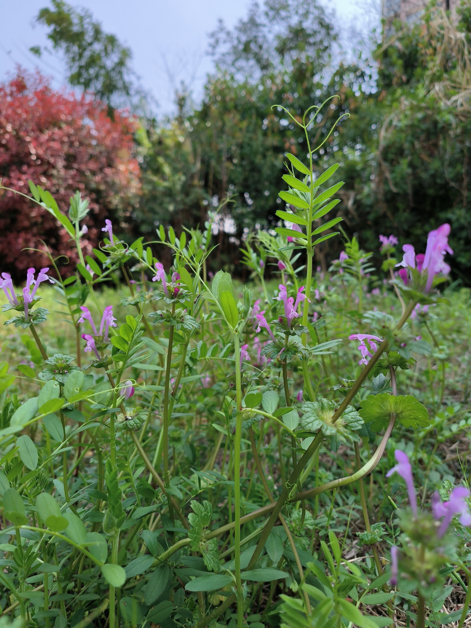 清晨一滴露  中午一束阳  托着晶莹剔透的露  津润如玉高照的阳  初夏
