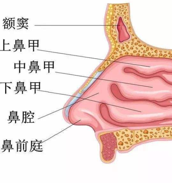 鼻屎是怎么形成的图片