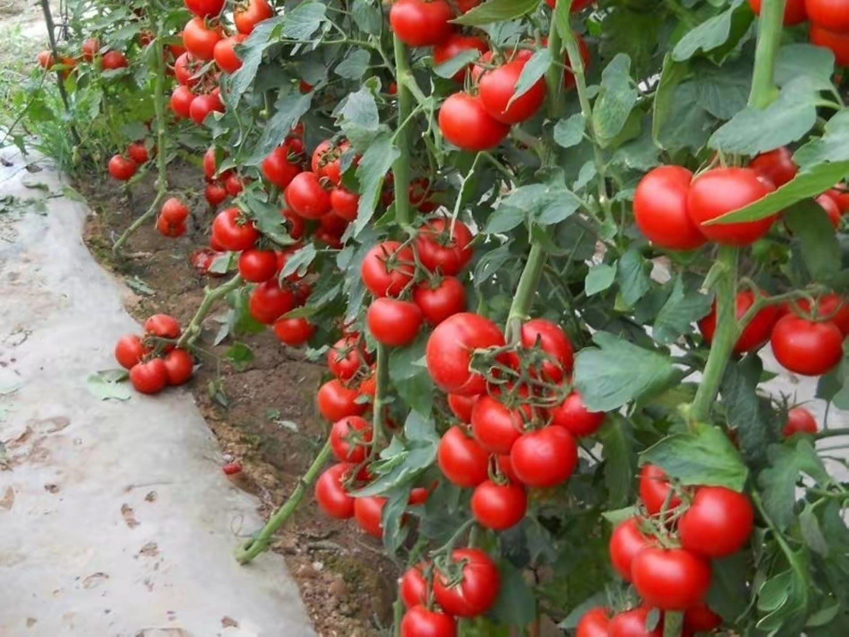 这是以色列moshav hatzeva农场出产的西红柿不但品质好享誉全球,而且