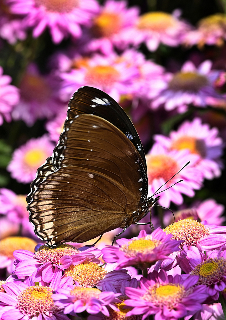 近日,在贵阳息烽县,初冬的花园里菊花依然鲜艳绽放,各色蝴蝶在花间