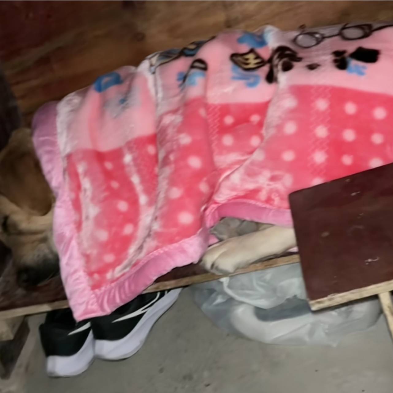 这狗子不得了,穿的鞋子还是耐克呢!#搞笑# #狗狗