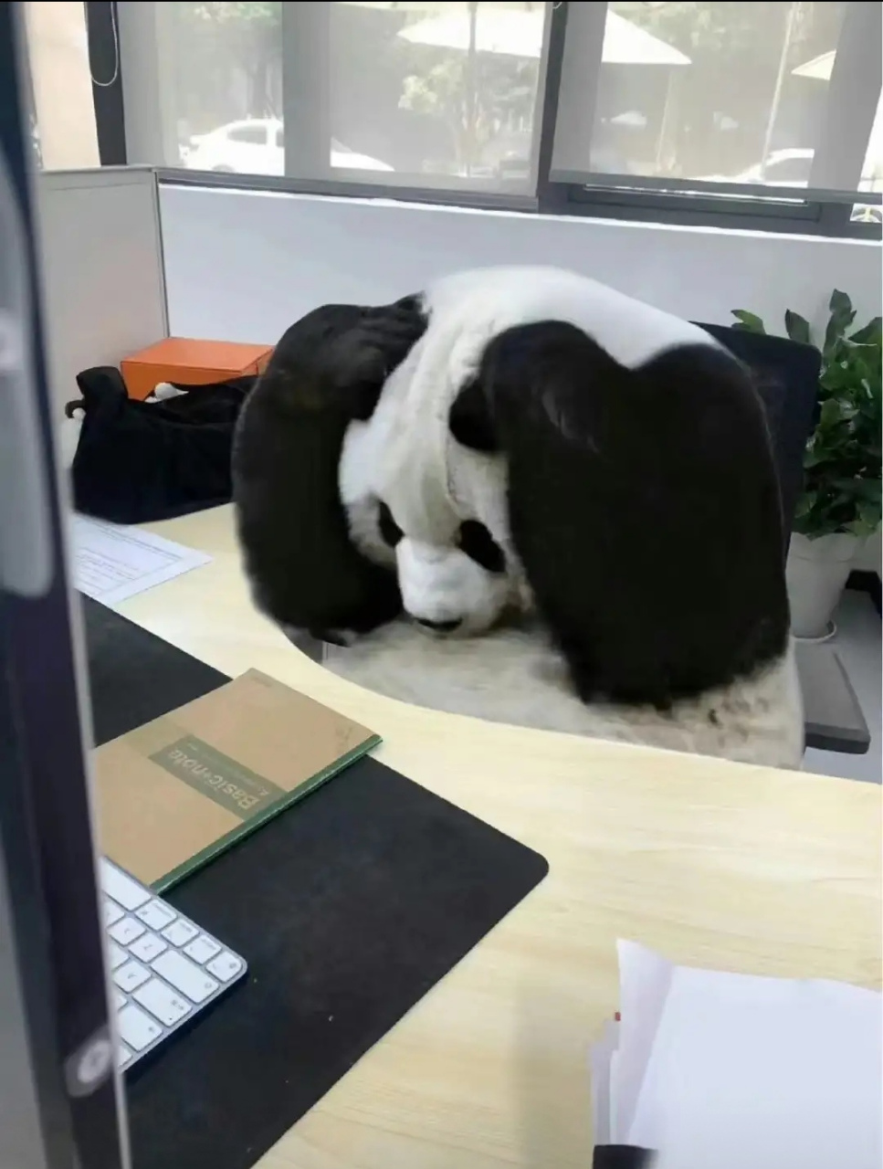 这苦必班上的真让人头大