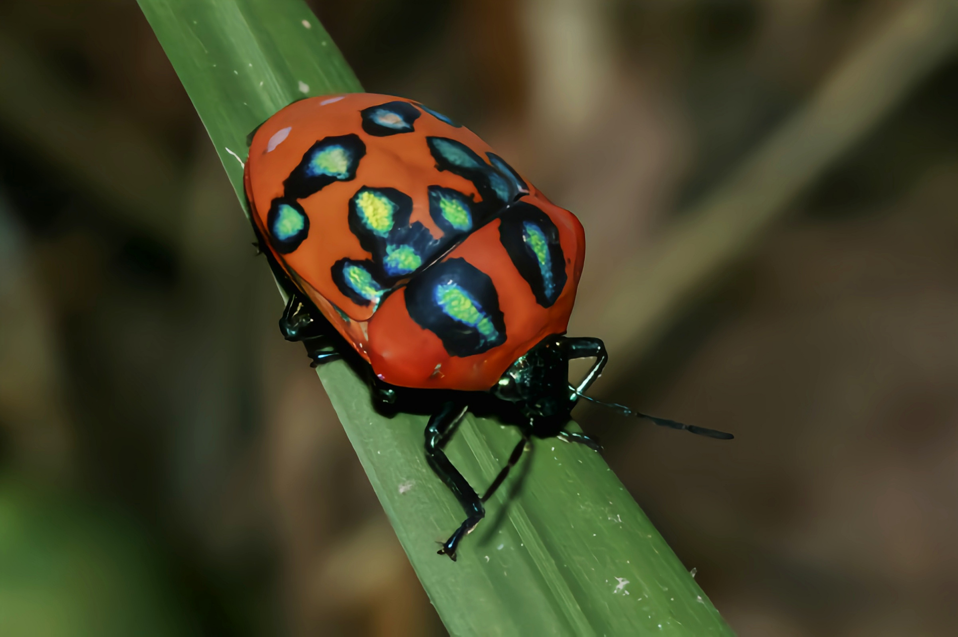 每天认识一种昆虫——桑宽盾蝽 桑宽盾蝽是半翅目,盾蝽科昆虫,分布于