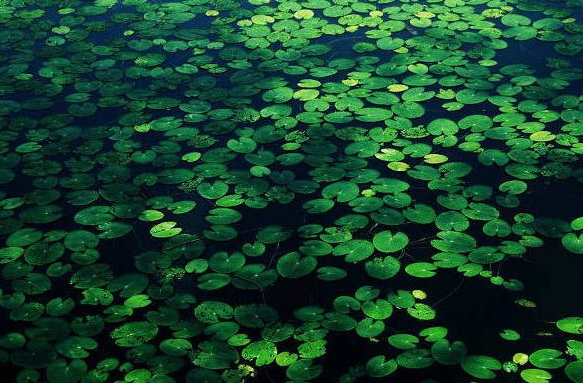 浮萍是什么植物?