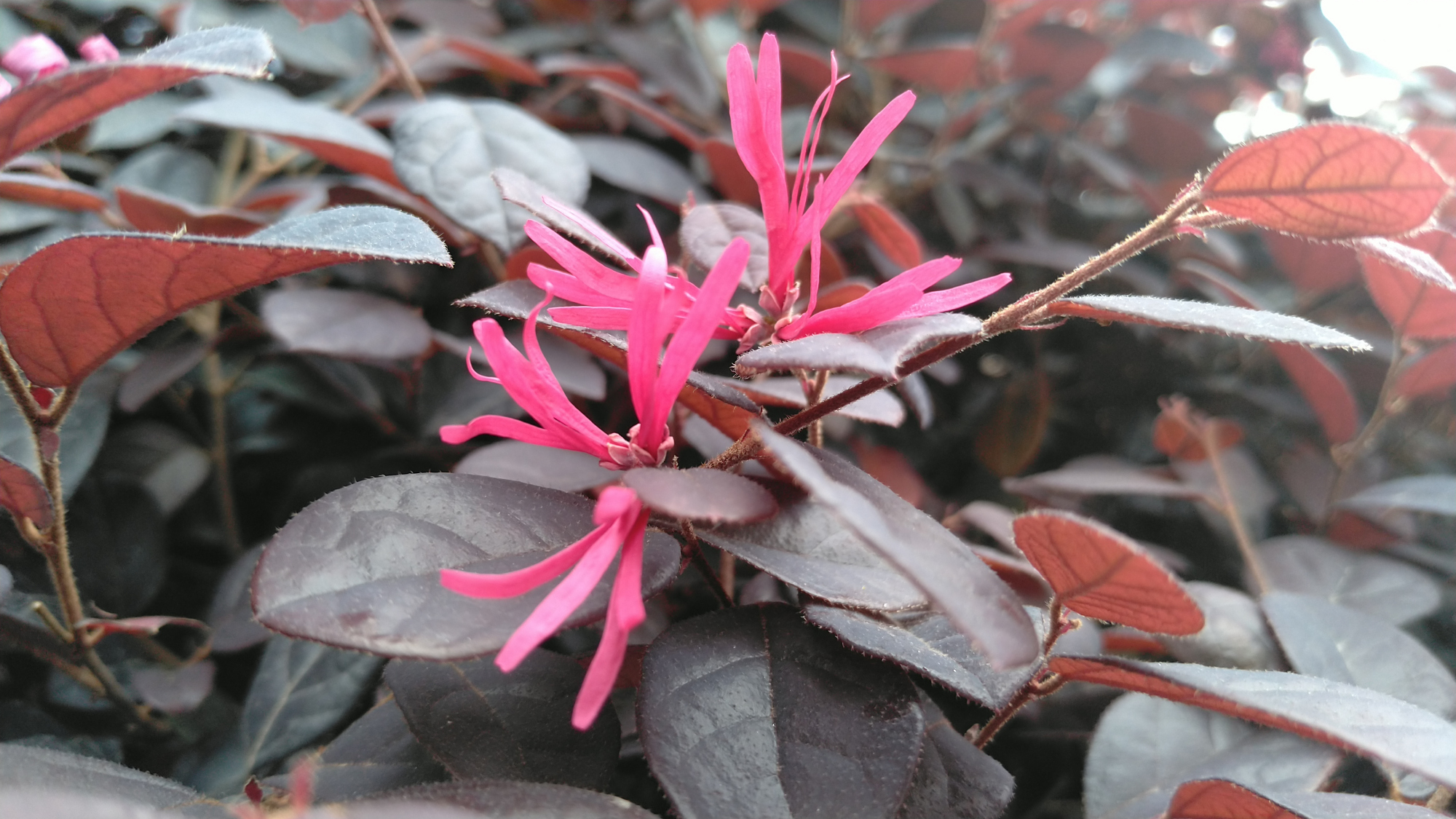 红花檵木的花瓣细长细长的,就像一条条紫红色的彩丝带