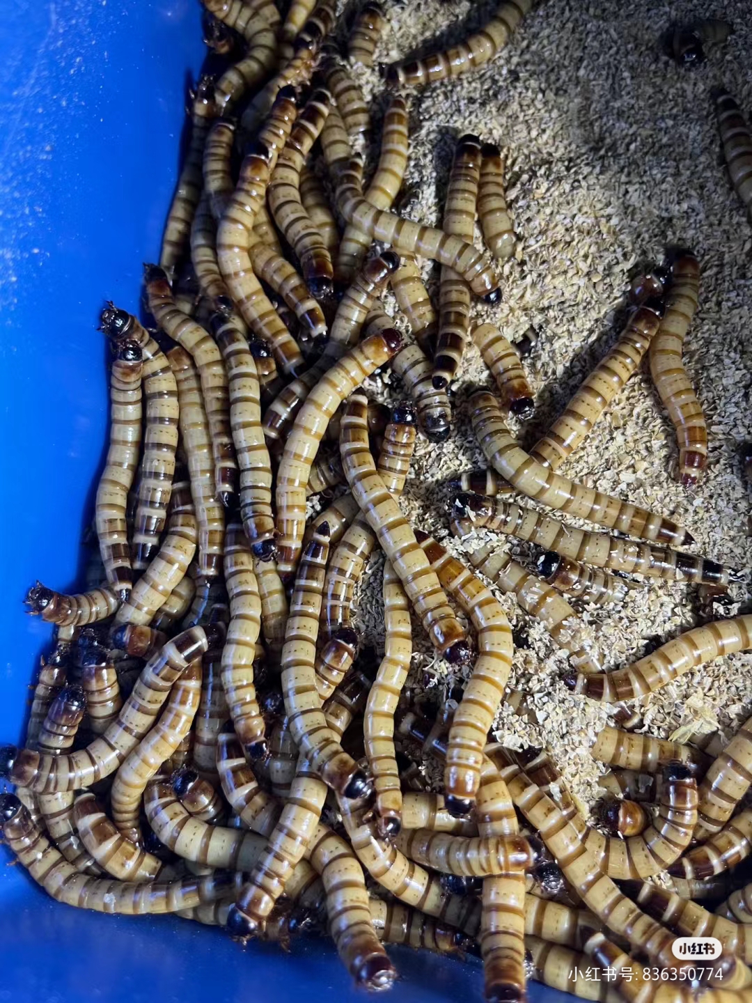 龙鱼食物～软体虫类