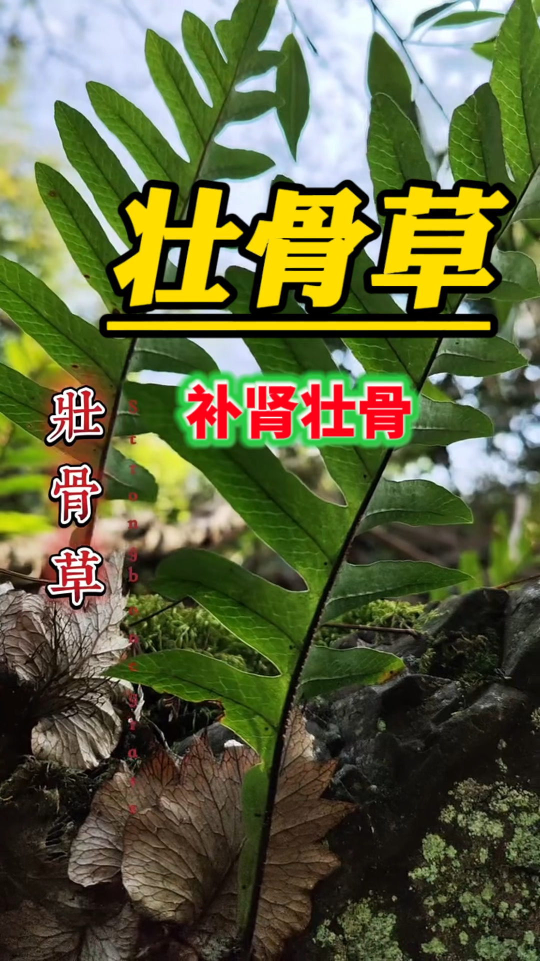 壮骨草,你了解吗?没想到这么厉害