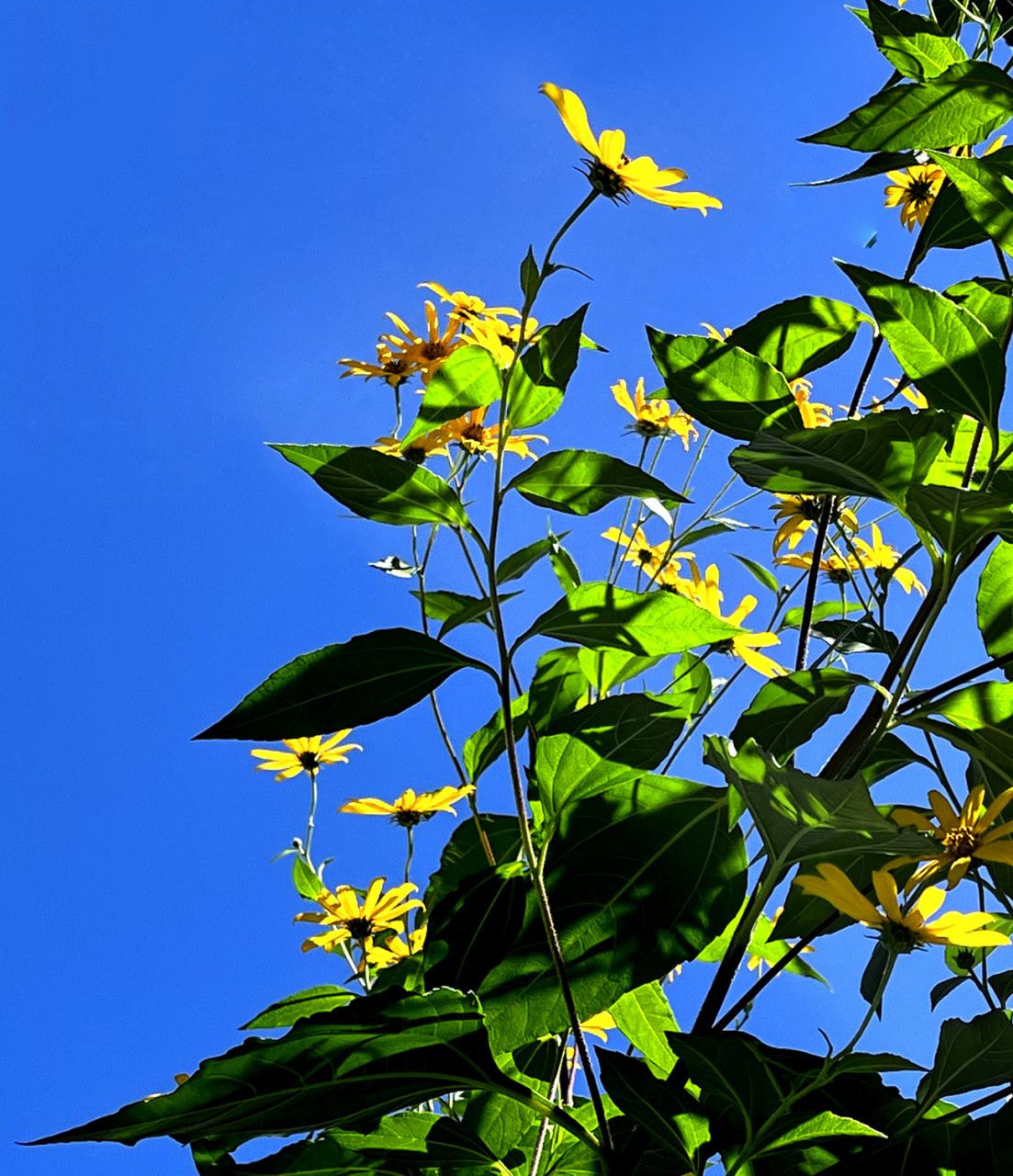 秋天风景# 洋姜花,也叫鬼子姜,现在开的正盛,过些时候可以醋泡姜了.