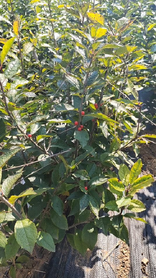 北美冬青苗,四季常青的盆景!-度小视