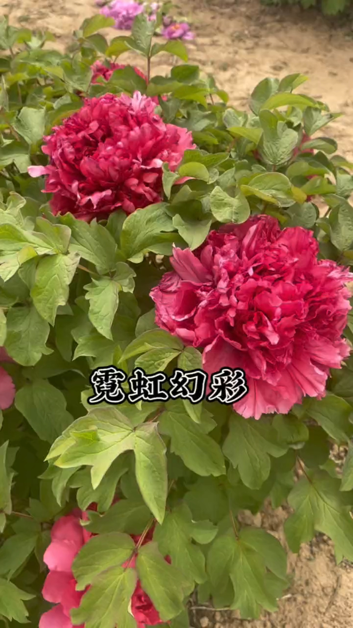 牡丹品种,霓虹幻彩,国色天香牡丹花