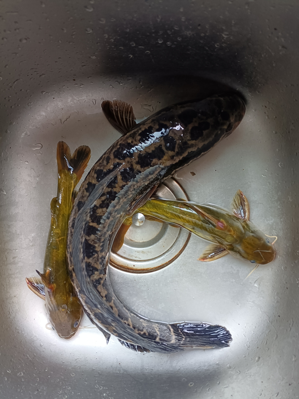 早市买了黑鱼和黄丫头,卖鱼的老伯伯说是野生的,自己家人捕捉的,大家