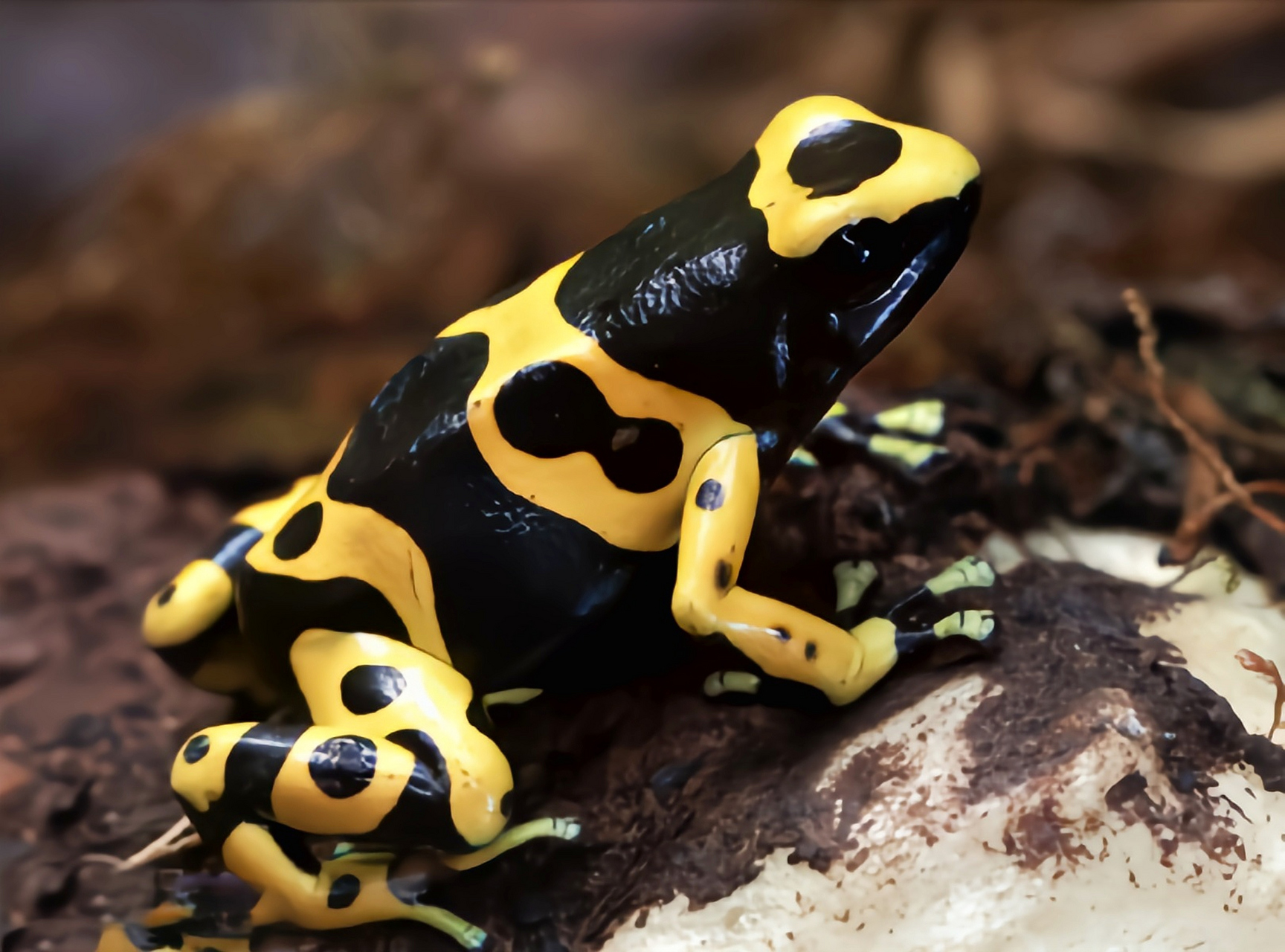 每天认识一种动物——黄带箭毒蛙 黄带箭毒蛙原产于南美洲委内瑞拉