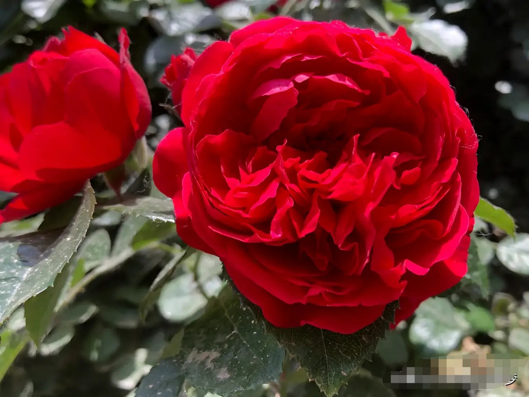 [小红花]佛罗伦蒂娜,也是我最喜欢的正红色月季之一,我种过的正红色