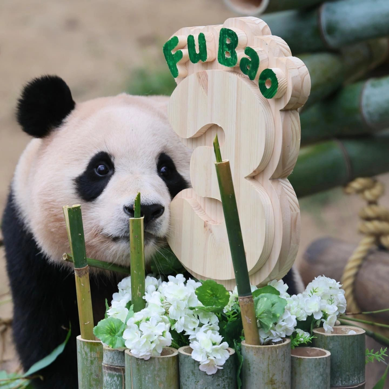 福宝3岁啦 可爱的福猪猪