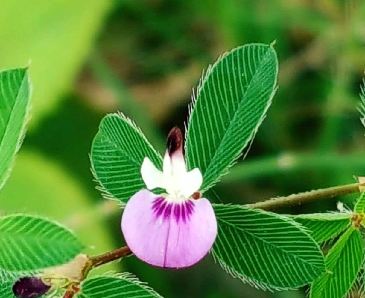 8月 8 日    今日小寿星 生 日 花 :公母草(四方草) 花      语 :契合