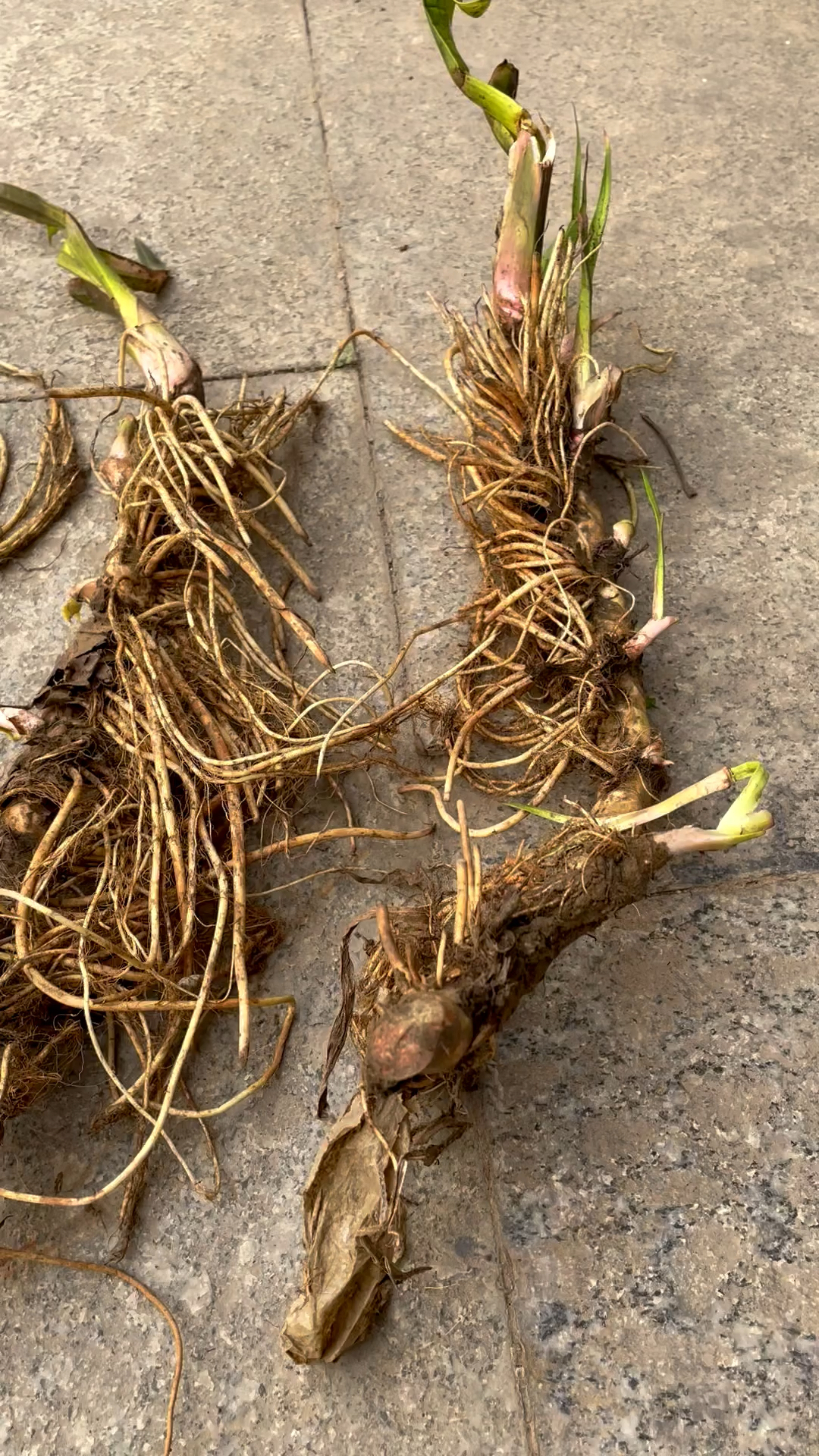 见水就活,适合水缸养,庭院造景是一绝,有禅意有诗意.-度小视