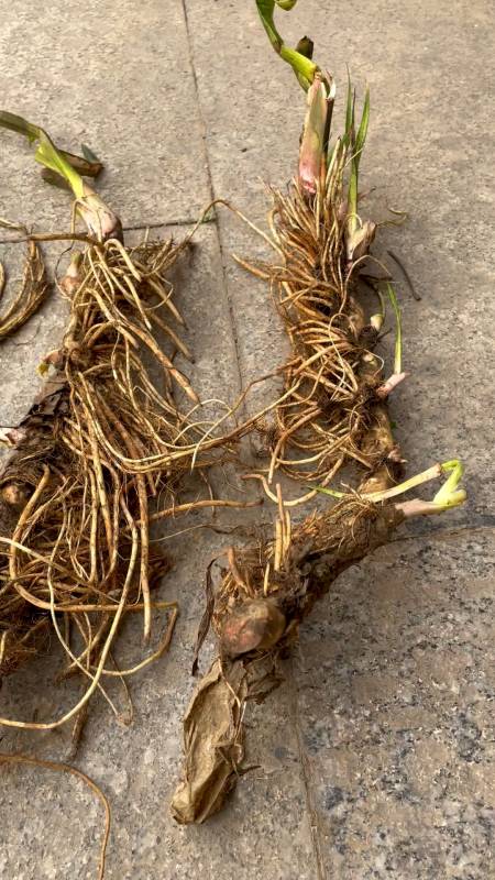 新出土的水菖蒲老龙根!